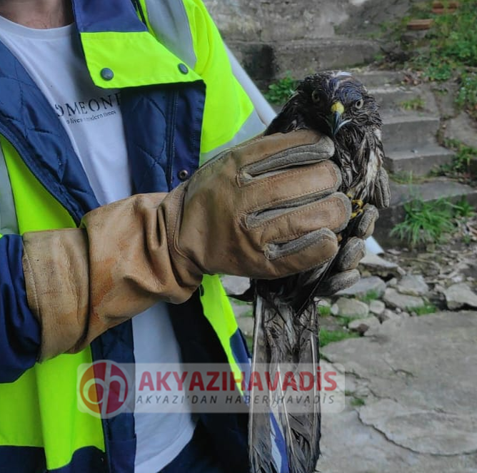 Kanatları Kesilmiş Doğan Kuşu Hasanbey'de Bulundu